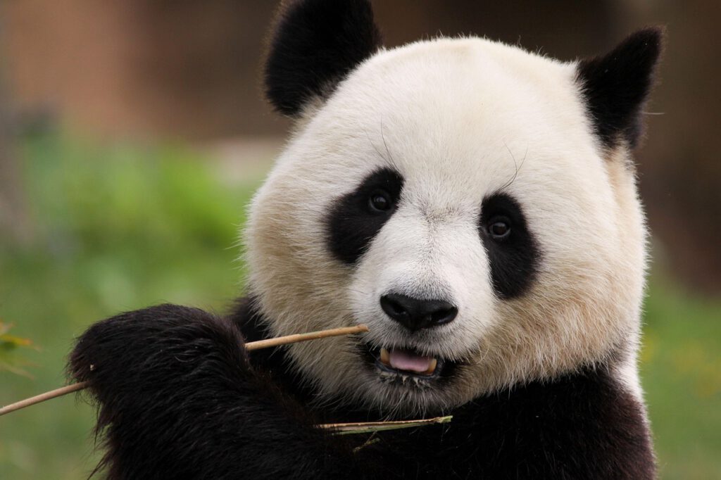Panda 8171354 1280, maminounou, pixabay